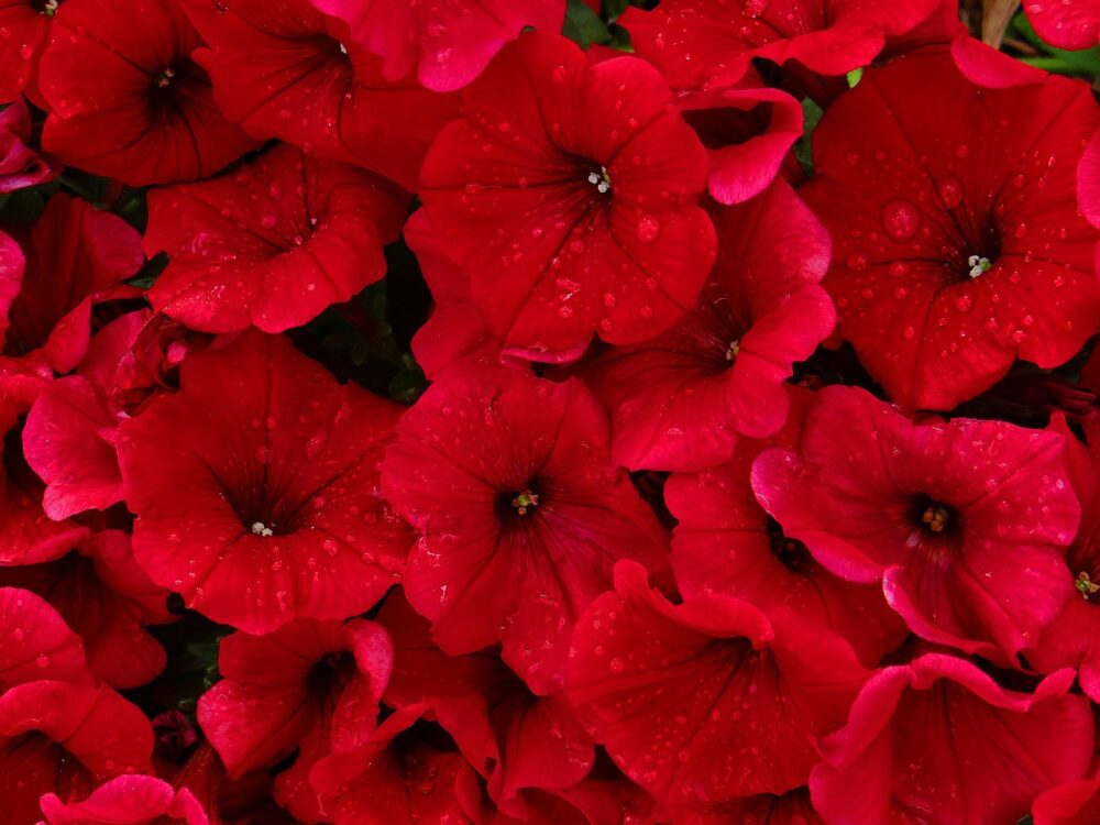 red-g345d3c9e7_1280 red-g345d3c9e7_1280