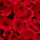 red-g345d3c9e7_1280