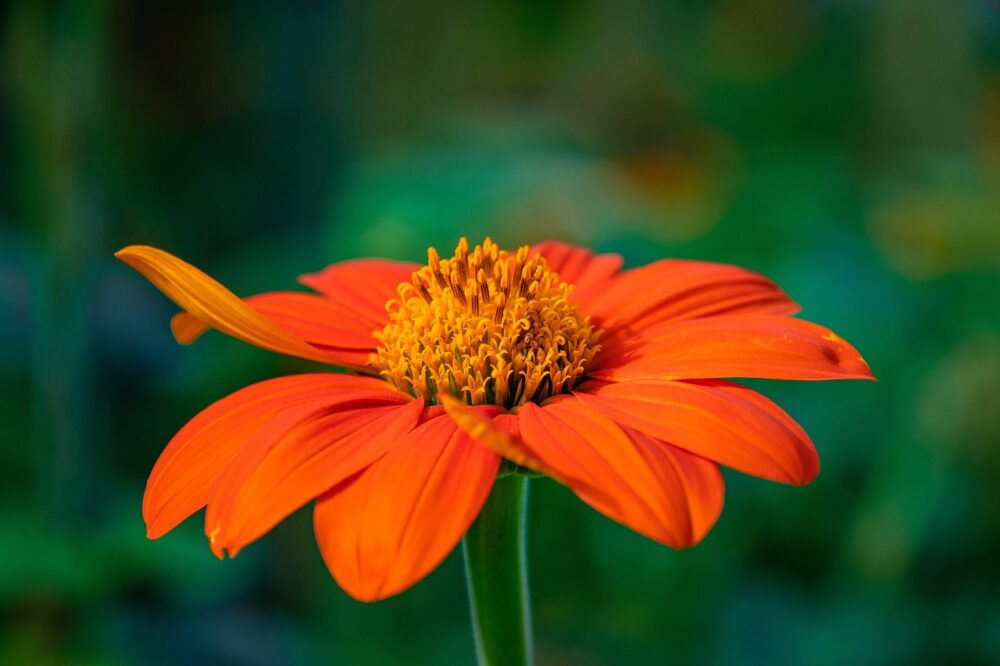 red-sunflower-6633324_1280 red-sunflower-6633324_1280