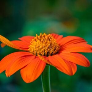 Tournesol Red Torche
