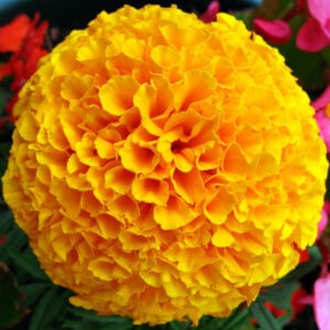 Rose d'inde