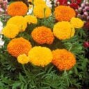 rosedindesemencecanadqc