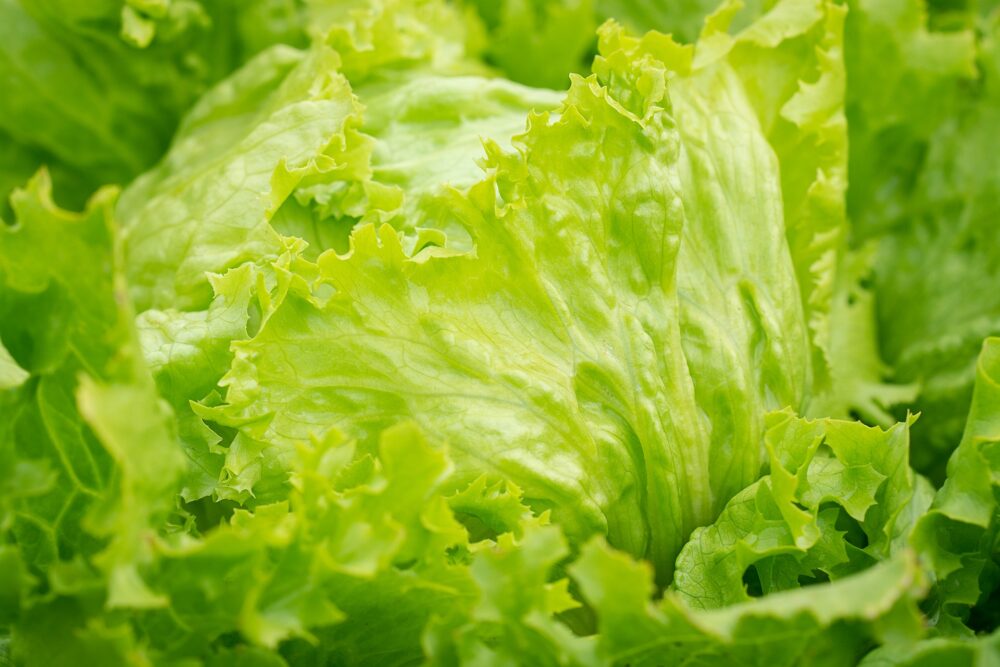 salad-g9c50b2a47_1920 salad-g9c50b2a47_1920