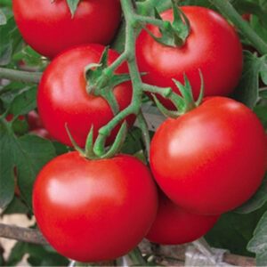 Siberian Precious Tomato