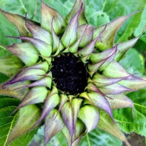 Tournesol Sun-Fill Purple