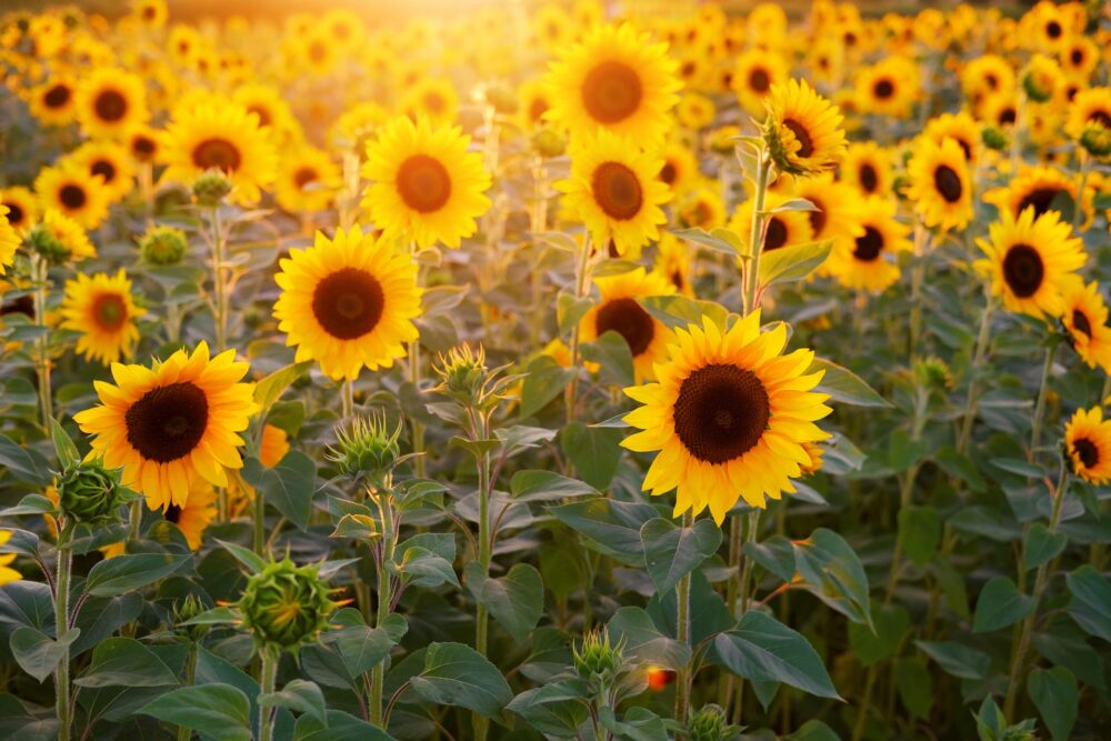 sunflower-g3cfb7f5b5_1920