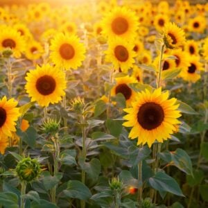 Tournesol Provence d'été ensoleillée