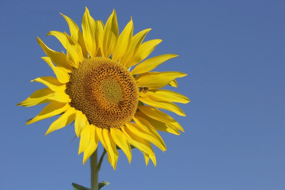 sunflower-g5ee49528c_1920