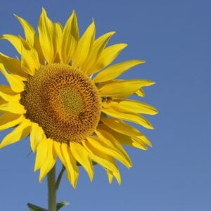 Tournesol Géant à grosses graines SC Select