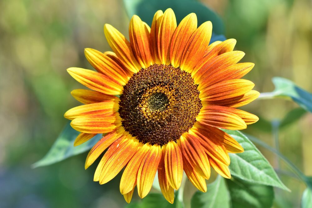 sunflower-ge0a78015c_1920