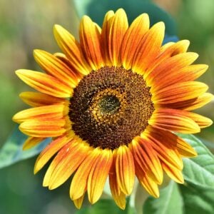 Tournesol Mix Beauté d'automne