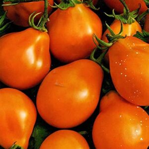 Fig Orange Tomato
