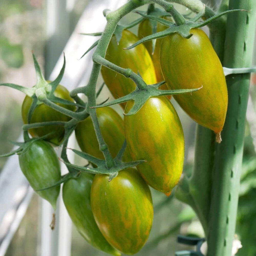 tomato_-_green_tiger_1024x1024 (1)