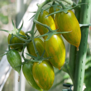 Green Tiger Tomato