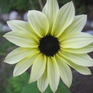 Tournesol Vanilla Ice