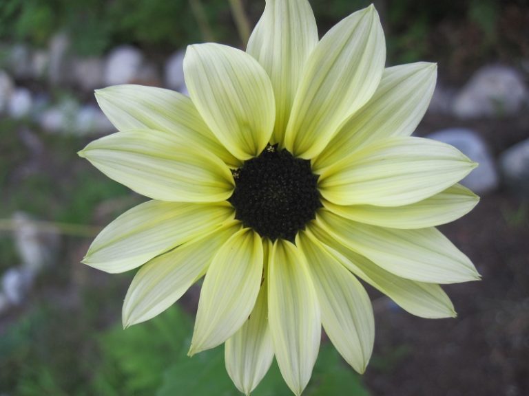 Vanilla Ice Sunflower - Semence Canada