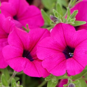 Pétunia Shanin