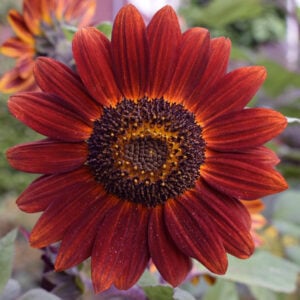 Tournesol Velvet Queen