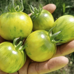 Yellow Varnishing Tomato