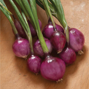 Oignon Violette