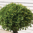 01766_01_lemondropsfull