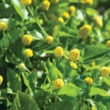01766_02_lemondropsflowerhorz