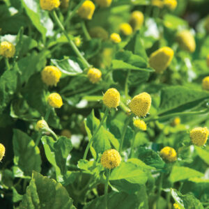 Spilanthes Les goutes Citronnée