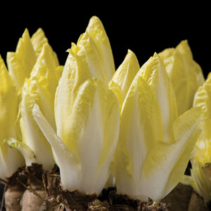Endive Witloof -Totem