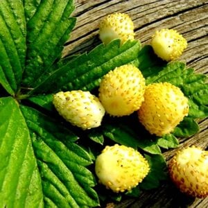 Fraise Yellow miracle