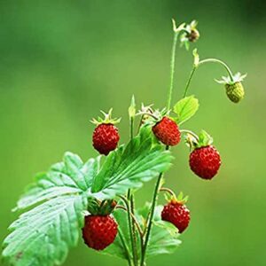 Fraise des bois Baron Solemacher