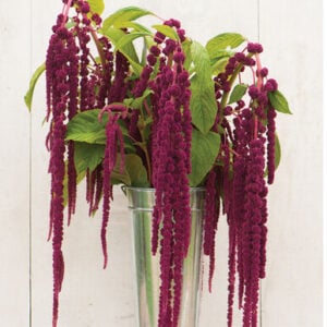 Amaranthus Love-Lies-Bleeding