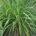 Lemon-Grass-2-890x1023