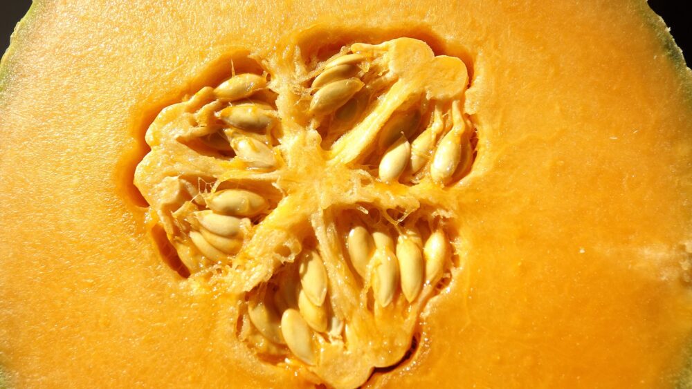 Melon-Doré-de-Jenny-semences-canada-cantaloup