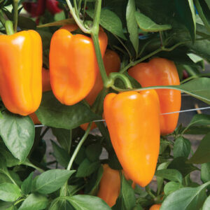 Aura F1 Pepper