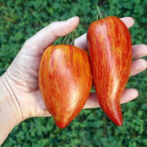 Tomate Roma mouchetée