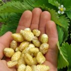 Yellow-Wonder-Alpine-StrawberriesBC2__17327.1600387415