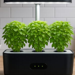 Basilic Mini Piccolino
