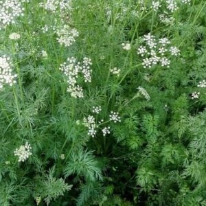 Cumin
