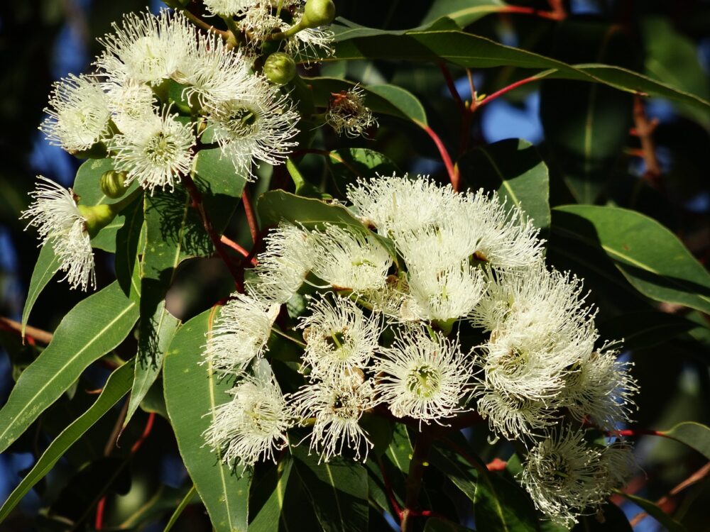 eucalyptus-flower-gac0144725_1280 eucalyptus-flower-gac0144725_1280