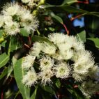 eucalyptus-flower-gac0144725_1280