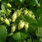 fragaria_vesca_white_delight_02