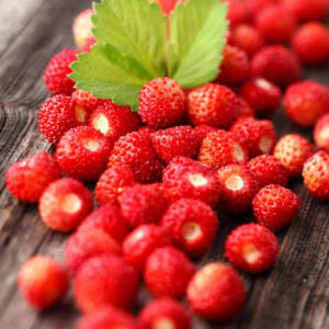 Fraise sauvage Regina