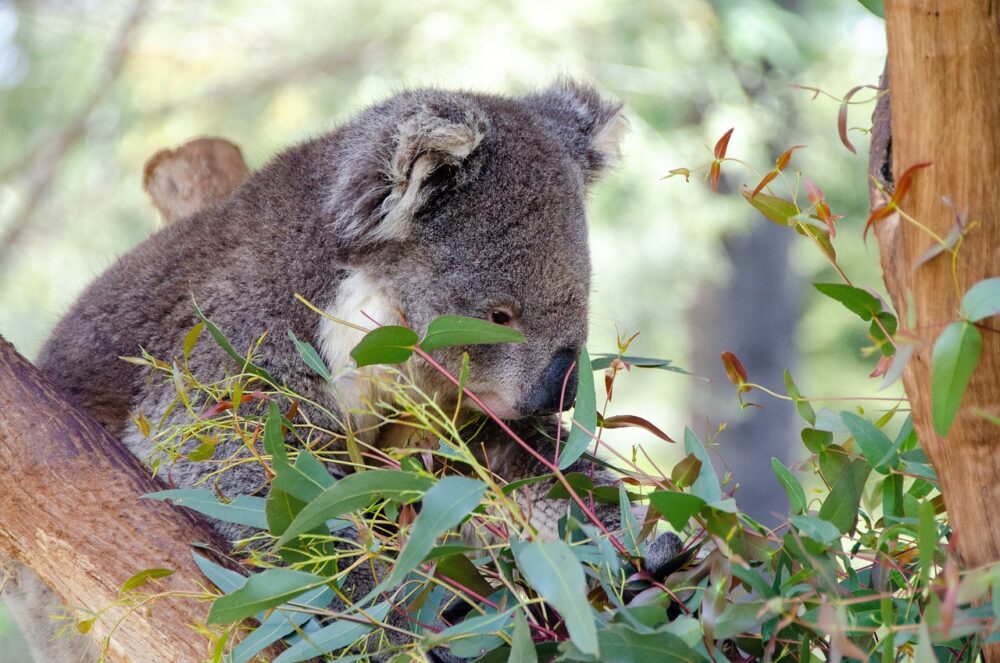 koala-gbd1337eaa_1280 koala-gbd1337eaa_1280