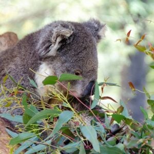 Eucalyptus GUM Citron