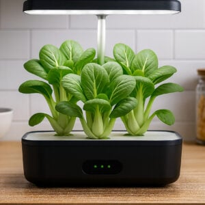Bébé Bok Choy Li Ren Choi