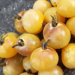 Napa Chardonnay Blush Tomato