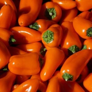 Jalapeño Citrouille