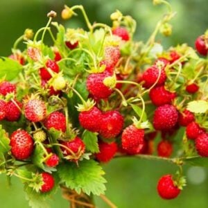 Fraise Fée des forêts