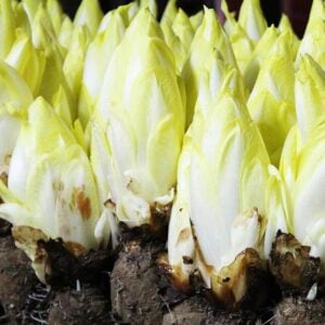Endive Witloof - Belge