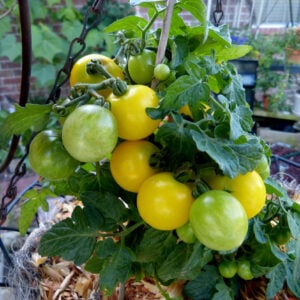 Tomate Micro Jaune Canary